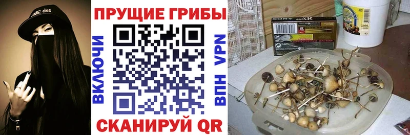 Псилоцибиновые грибы Cubensis  Лыткарино 